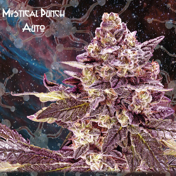 Mystical Punch Auto de Geneseeds Y Nemeseeds