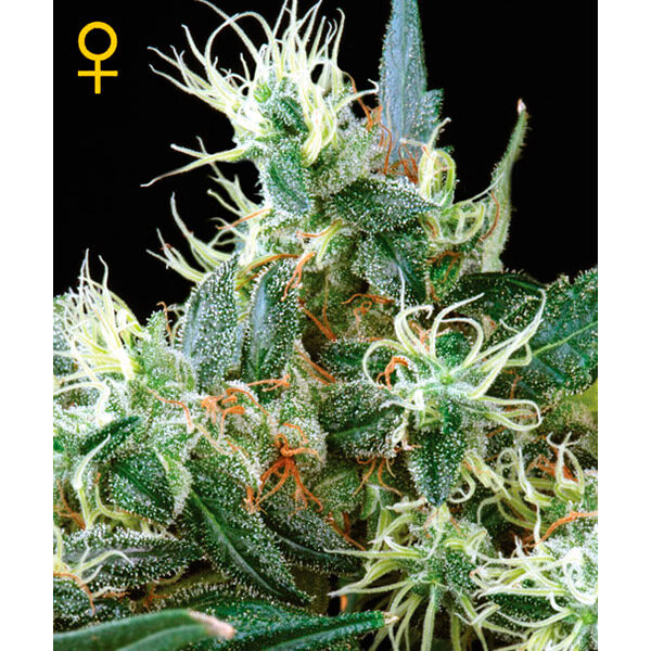 Nl Auto de Green House