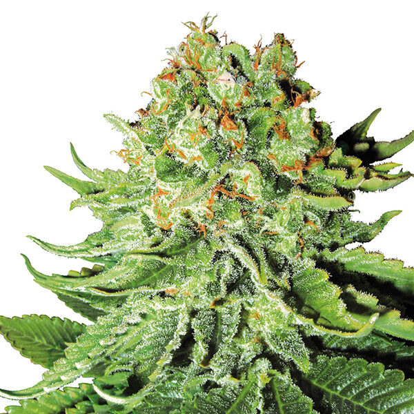 Nl Auto de White Label