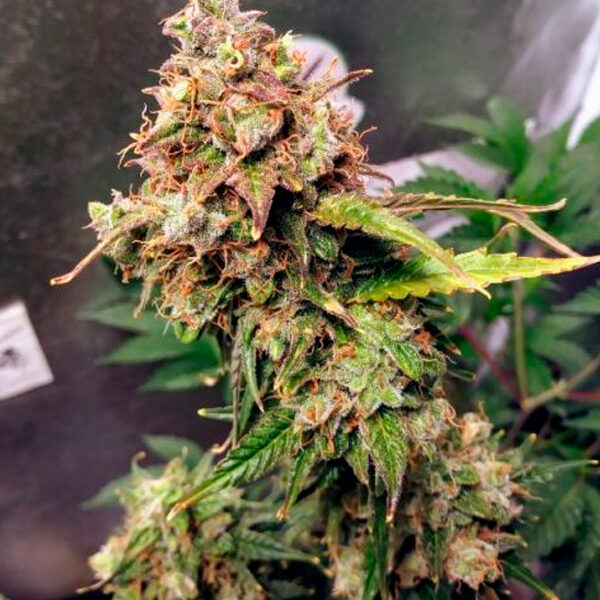 Nl Auto de Female Seeds