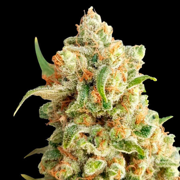 Ny Diesel Auto de Expert Seeds