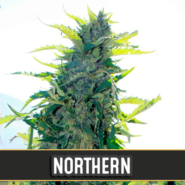 Northern Auto de Blimburn Seeds