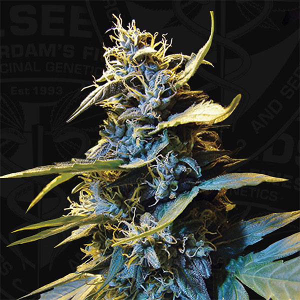 Northern Hog Auto de T.h. Seeds