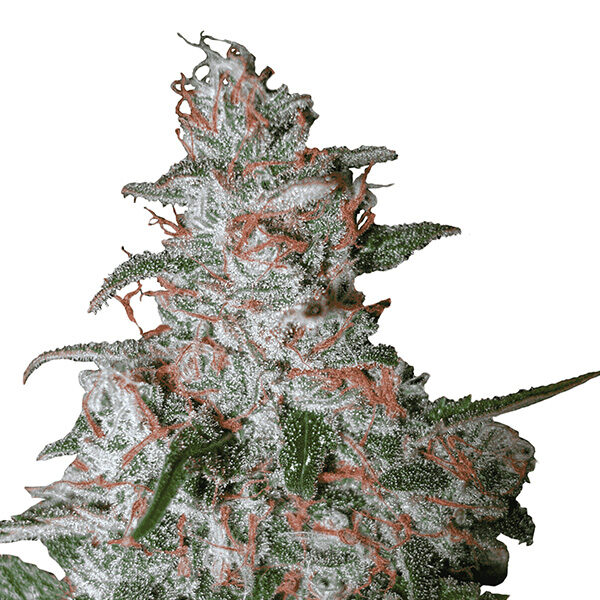 Northern Light Auto de Nirvana