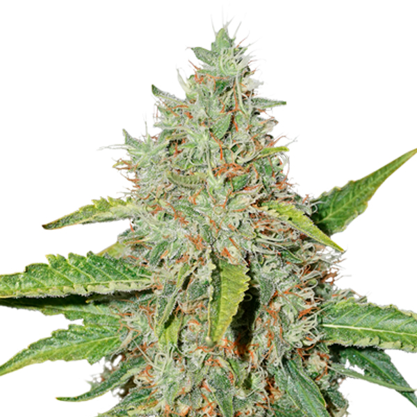Northern Lights Auto de Seedstockers