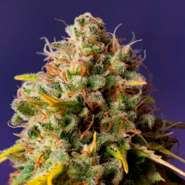Northern Lights X Big Bud Auto de Expert Seeds