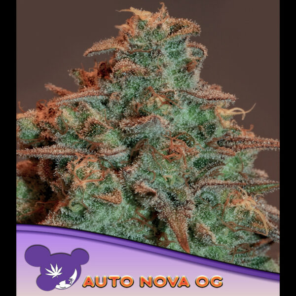 Nova OG Auto de Anesia Seeds