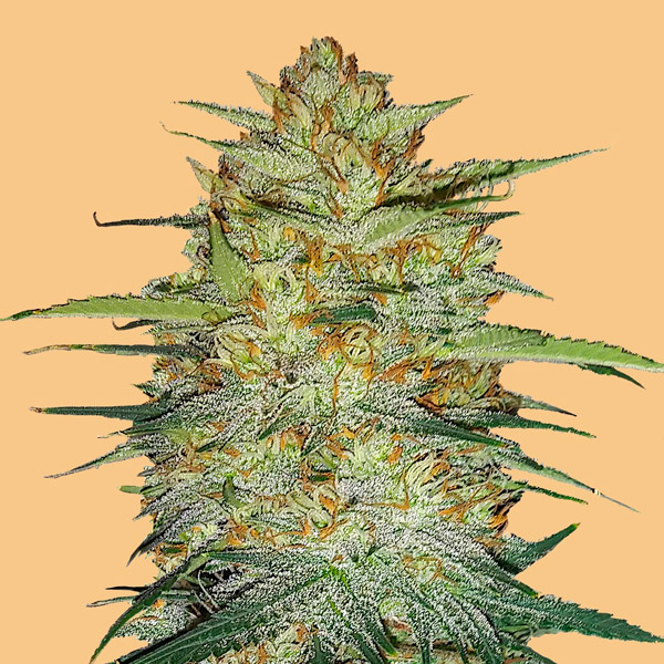OG Kush Auto de Fast Buds