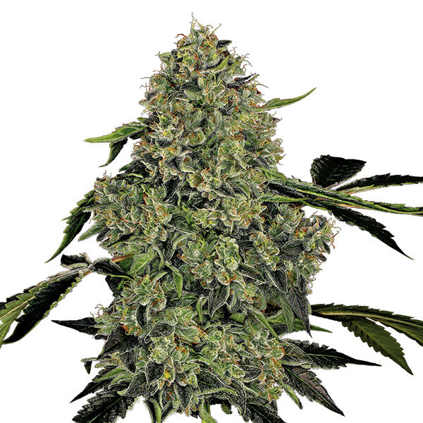 OG Kush Auto de White Label