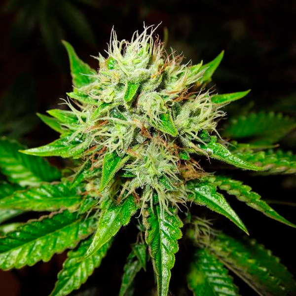 OG Kush Auto de Nirvana