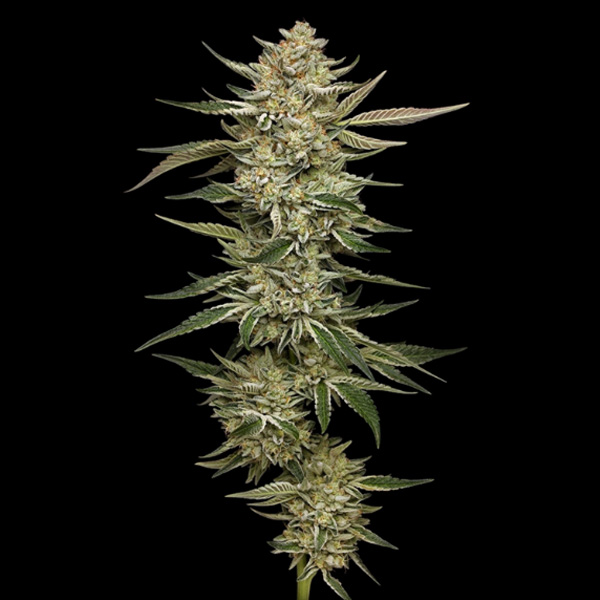 OG Triploid Auto de Humboldt Seeds Company