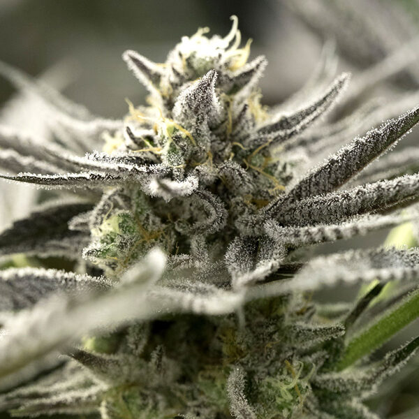 Ogkz Auto de Humboldt Seed Organization
