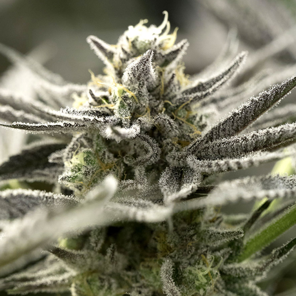 Ogkz Auto de Humboldt Seed Organization