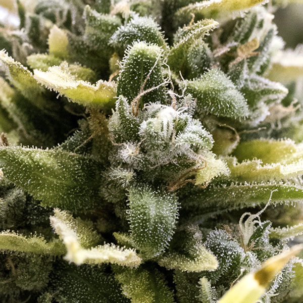OG Kush Auto de Humboldt Seed Organization
