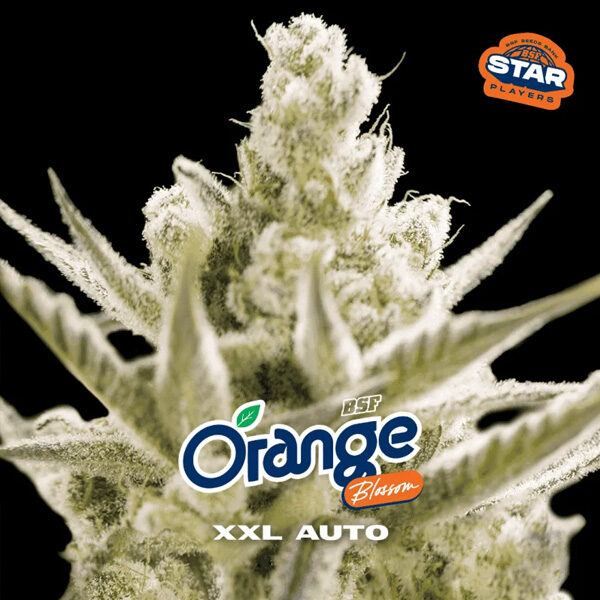 Orange Blossom XXL Auto de Bsf Seeds