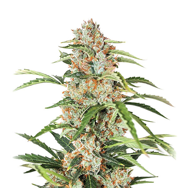 Orange Bud Auto de Nirvana