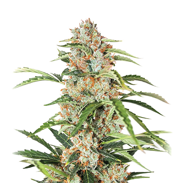 Orange Bud Auto de Nirvana