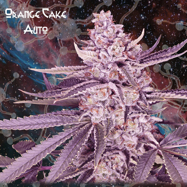 Orange Cake Auto de Geneseeds Y Nemeseeds