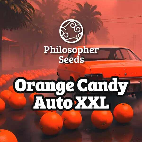 Orange Candy Xl Auto de Philosopher