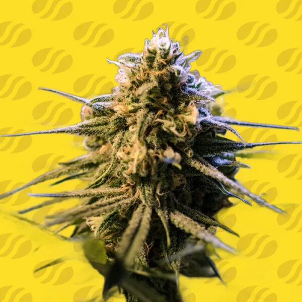 Orange Gorilla Xl Auto de Original Sensible Seeds
