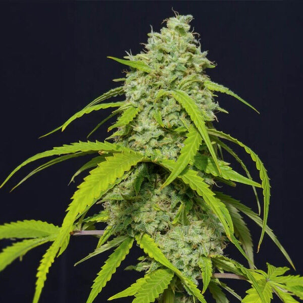 Orange Kush Auto de Eva Seeds