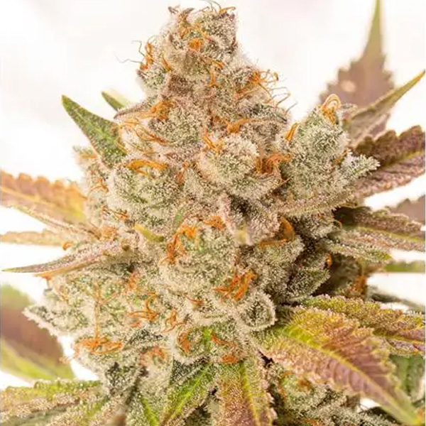 Orange Sherbert Auto de Vision Seeds