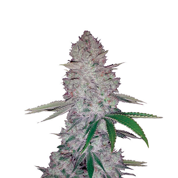 Original Glue Auto de Nirvana