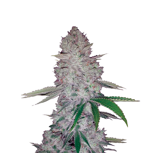 Original Glue Auto de Nirvana