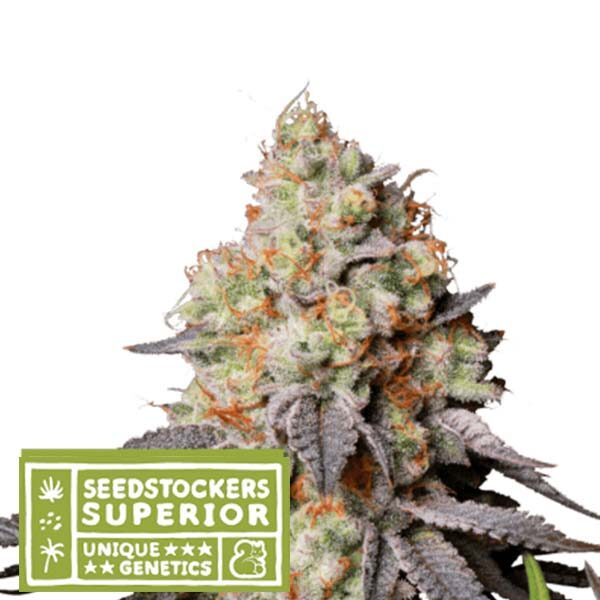 Panty Punch Auto de Seedstockers