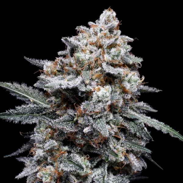 Patrick Swayze Auto de Dna Genetics