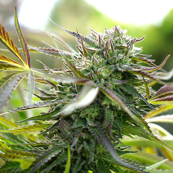 Pineapple Chem Auto de Humboldt Seed Organization