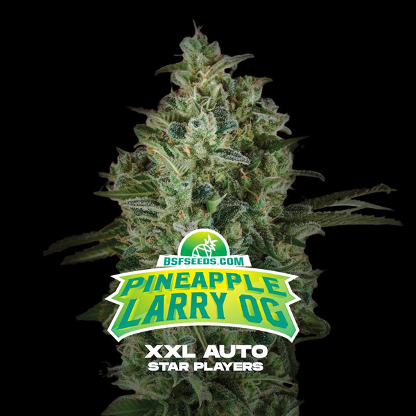 Pineapple Larry OG XXL Auto de Bsf Seeds