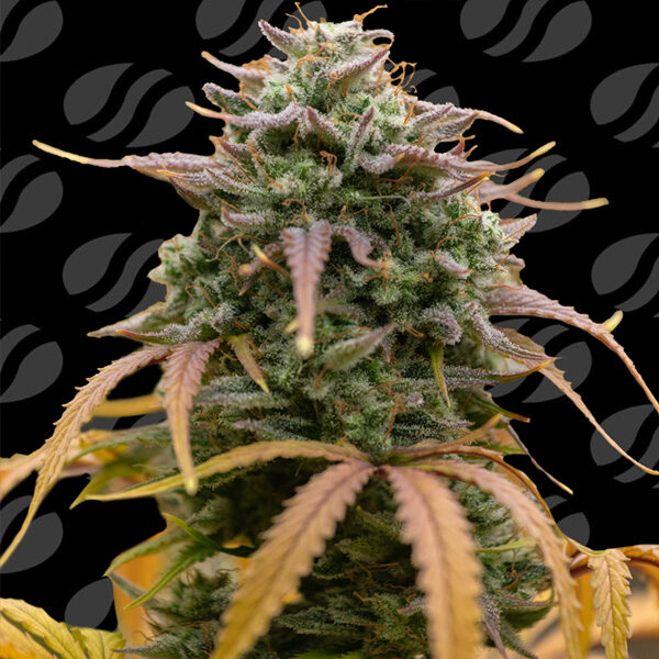 Pineapple Pulse Auto de Original Sensible Seeds