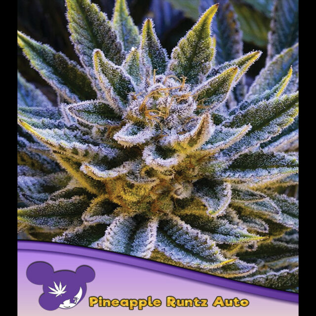 Pineapple Runtz Auto de Anesia Seeds