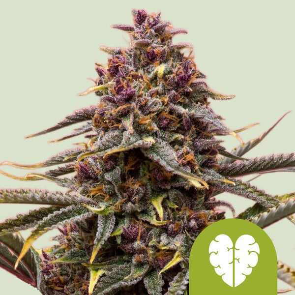 Pink Mist Auto de Royal Queen