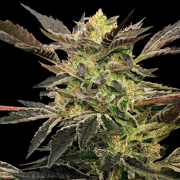 Pink Sunset "by Sherbinskis" Auto de Silent Seeds
