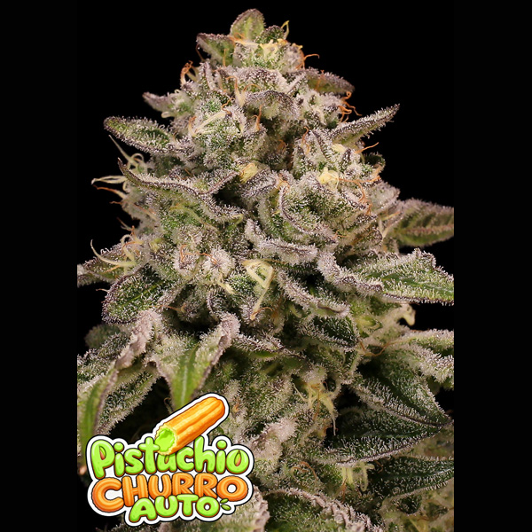 Pistachio Churro Auto de Anesia Seeds