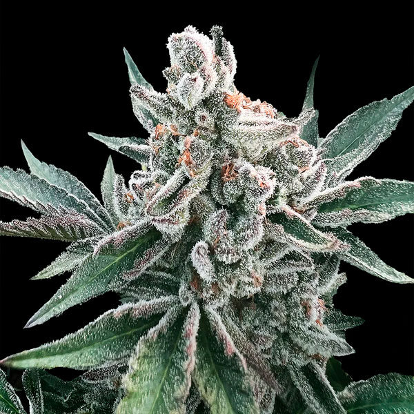 Polar Gelato "by Sherbinskis" Auto de Silent Seeds