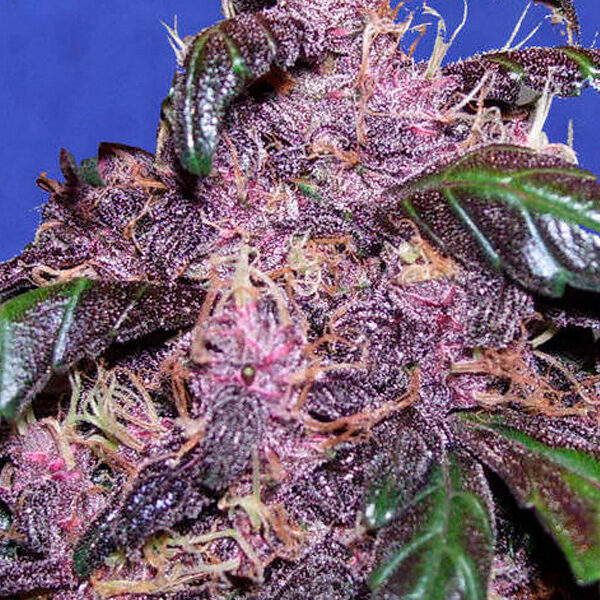 Purple Auto de Original Sensible Seeds