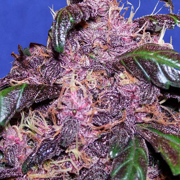 Purple Auto de Original Sensible Seeds