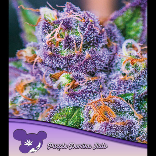 Purple Domina Auto de Anesia Seeds