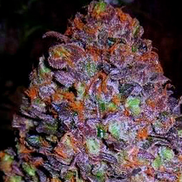 Purple Haze Auto de Original Sensible Seeds