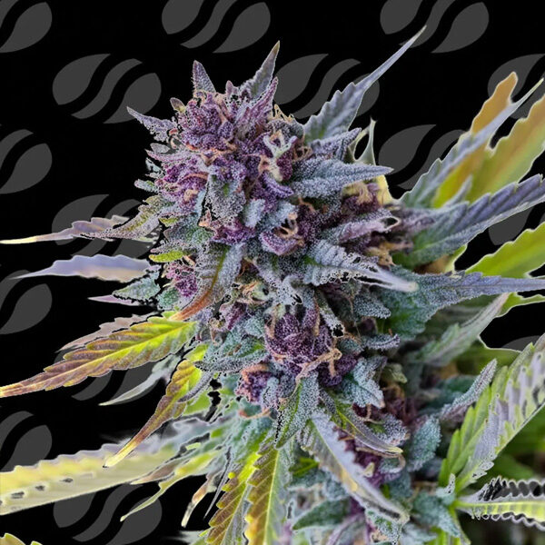 Purple Lemon Tree Xl Limited Editon Auto de Original Sensible Seeds