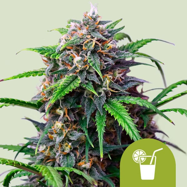 Purple Lemonade Auto de Royal Queen