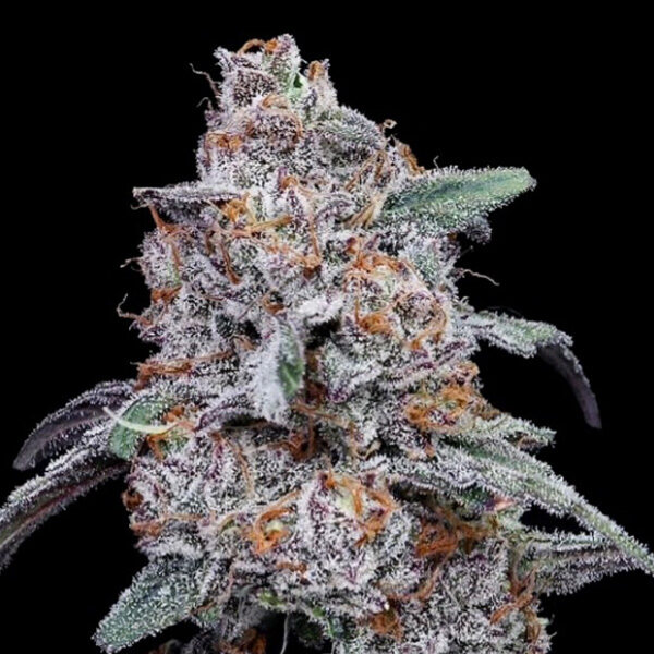 Purple People Eater Auto de Dna Genetics
