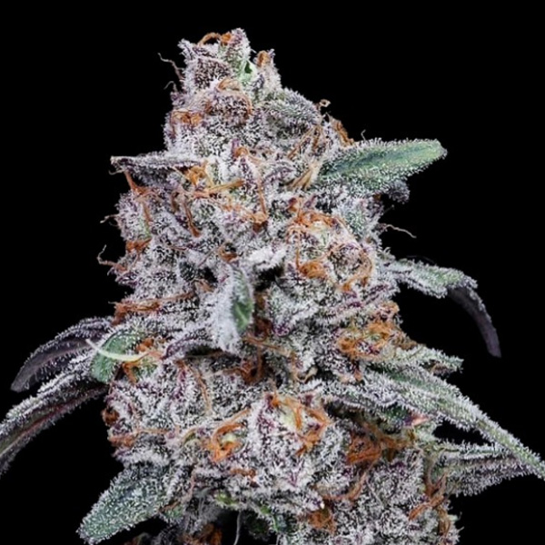 Purple People Eater Auto de Dna Genetics