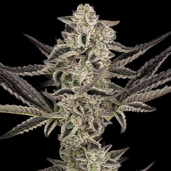 Purple Pickle Auto de Sensi Seeds Research