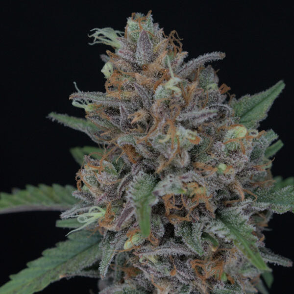 Purple Punch Auto de Pure Instinto