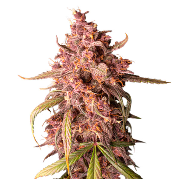 Purple Punch Auto de Seedstockers