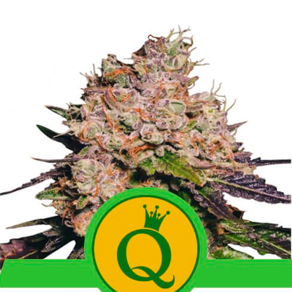 Purple Queen Auto de Royal Queen